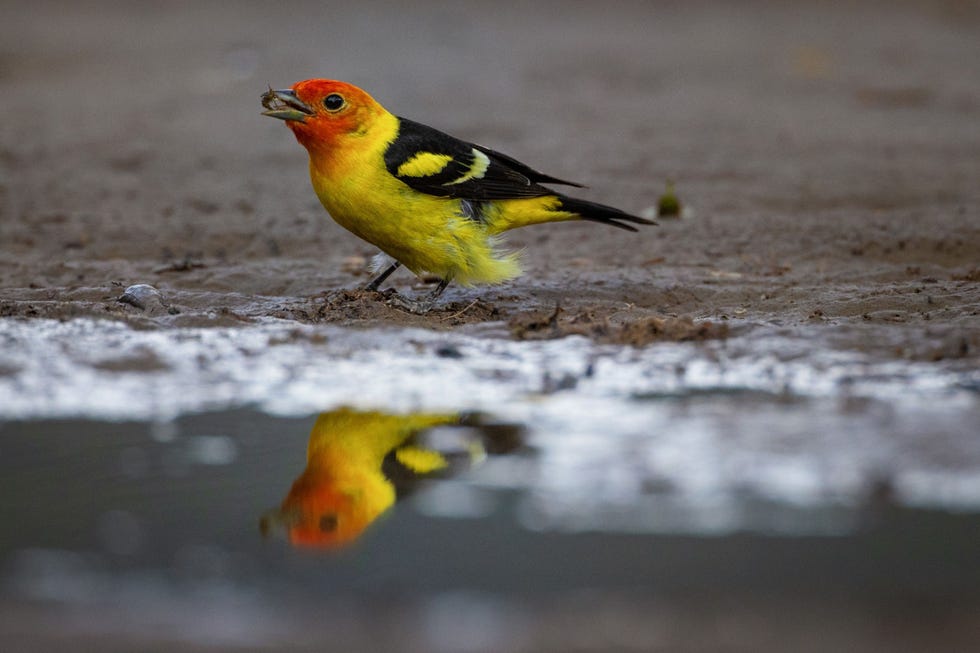 Wat voor de n een ramp is is een uitgelezen kans voor de ander een Louisianatangare doet zich tegoed aan juveniele visjes die geen kant op kunnen