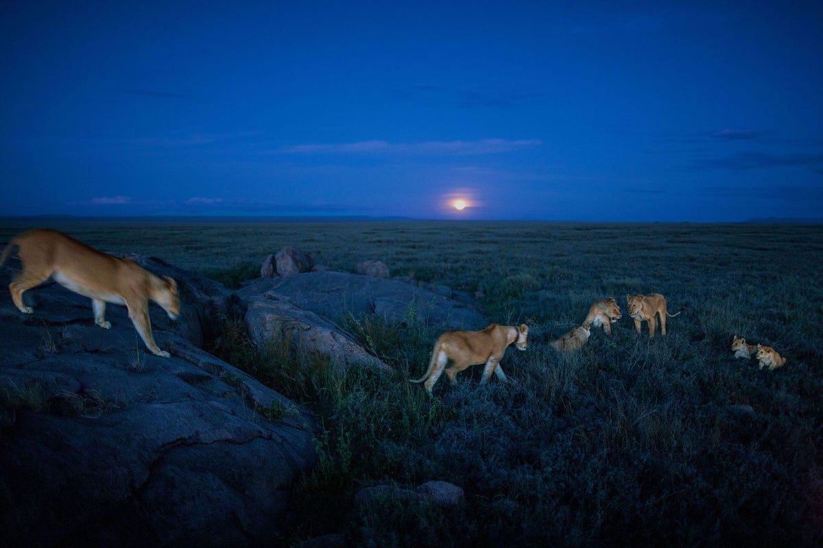 Als de maan opkomt ontwaken leeuwinnen uit hun middagdutje stoeien wat in het gras en gaan dan op pad voor een nacht van jagen in het Nationale Park Serengeti in Tanzania