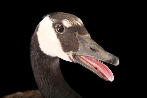 Deze trekvogels zijn door toedoen van veranderende weerspatronen en oprukkende projectontwikkelingen neergestreken op parkeerplaatsen in heel NoordAmerika De lawaaiige zuidelijke Canadese gans Branta canadensis maxima gedijt z goed in het bijzijn van de mens dat op sommige plaatsen wordt overwogen de populaties van deze ganzen op een humane manier onder controle te houden