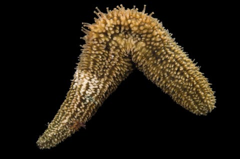 Een gestreepte zeekomkommer in het Gulf Specimen Marine Lab Pure Aquariums in Panacea Florida