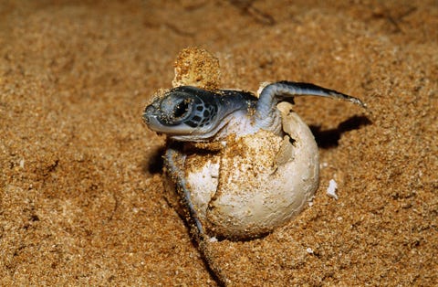 Op een strand kruipt een zeeschildpadje uit het ei