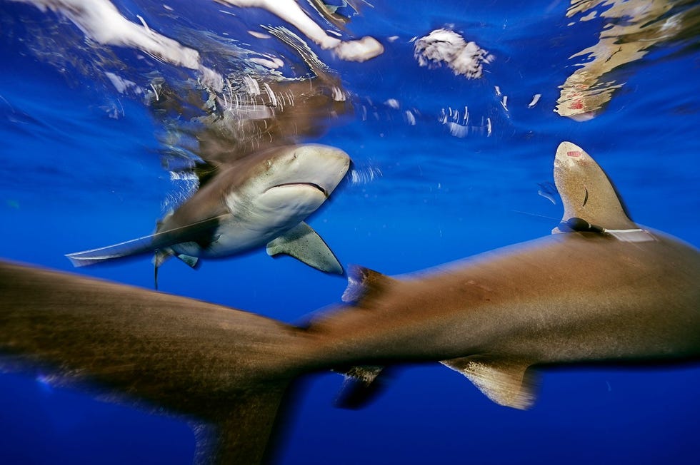 Een school oceanische witpunthaaien zwemt voor de kust van Cat Island