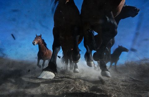 Een kudde wilde mustangs raast over de vlakte van Winnemucca Nevada Wilde paarden hebben een speciaal plekje in mijn hart zegt fotograaf Melissa Farlow Dit paard is sterk slim en onverschrokken maar kan ook kalm en vertrouwend zijn