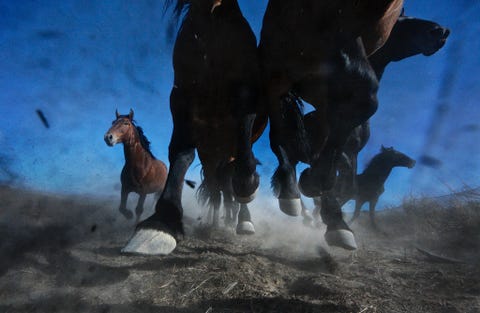 Geboren om te rennen Een kudde wilde mustangs raast over de vlakte van Winnemucca Nevada Wilde paarden hebben een speciaal plekje in mijn hart zegt fotograaf Melissa Farlow Dit paard is sterk slim en onverschrokken maar kan ook kalm en vertrouwend zijn