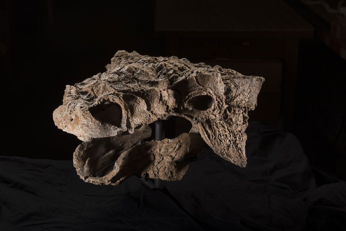 Angstaanjagende beenkammen steken uit de schedel van Zuul crurivastator een van de meest complete fossielen van een gepantserde dinosaurir die ooit is gevonden Zuuls vervaarlijke uiterlijk was voor de onderzoekers aanleiding om het dier te vernoemen naar een monster uit de film Ghostbusters  maar dit wezen was niet uit op vlees maar vegetatie Zuul was een planteneter