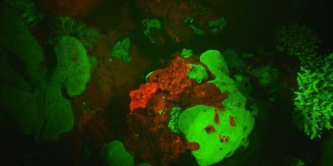Deze helderrode schorpioenvis midden links past biofluorescentie toe om niet op te vallen tussen het neongroene en rode koraal waarin deze rifvis leeft