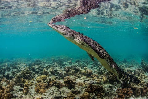 Zeekrokodillen zijn inheems op Palau maar vallen zeer zelden mensen aan