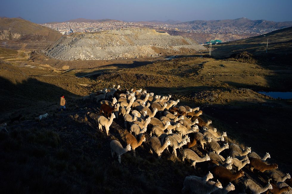 Een herder drijft zijn alpacas en lamas terug naar hun stal in Botadero de Rumiallana in de heuvels boven Cerro de Pasco De stad is achter een hoge berg mijnafval zichtbaar