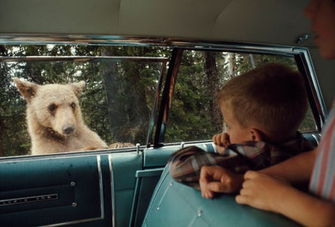 Deze foto uit de juli 1966 editie toont een nieuwsgierige bruine beer die de inzittenden van een auto in Yellowstone National Park inspecteert