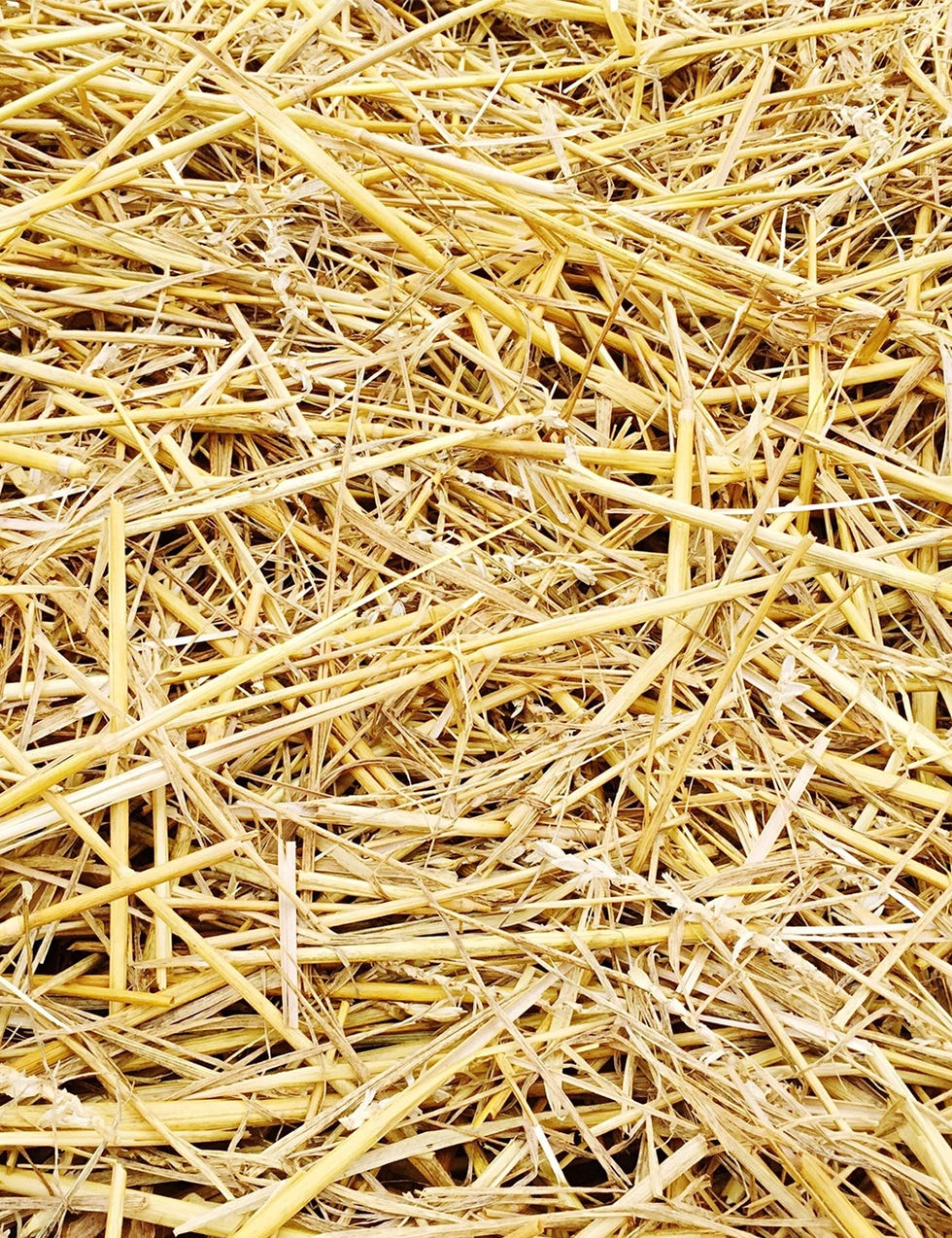 Straw, Hay, Plant, Agriculture, 