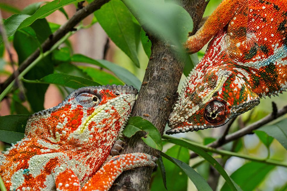 Twee mannetjes van de panterkameleon laten een feloranje kleuring zien waarmee ze agressie aanduiden