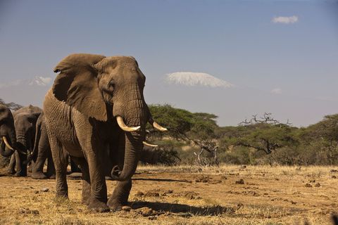 Met op de achtergrond de berg Kilimanjaro trekken Afrikaanse olifantstieren door het grasland