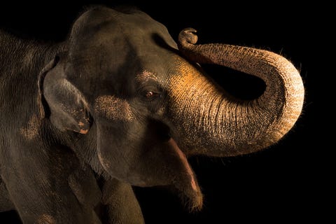 Asian elephants are listed as Als gevolg van habitatverlies en stroperij wordt de Aziatische olifant op de Rode Lijst van de IUCN aangeduid als met uitsterving bedreigd