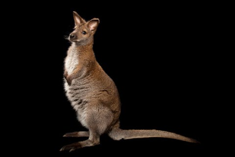 Wallabys zoals bijvoorbeeld deze Bennet of roodnekwallaby hebben te maken met een tekort aan voedsel in de gebieden die zijn getroffen door de branden Om de kwaststaartrotskangoeroe te helpen een bedreigde diersoort in New South Wales hebben hulpverleners duizenden kilos aan zoete aardappelen en wortelen gedropt vanuit de lucht tijdens een missie genaamd Operatie rotskangoeroe