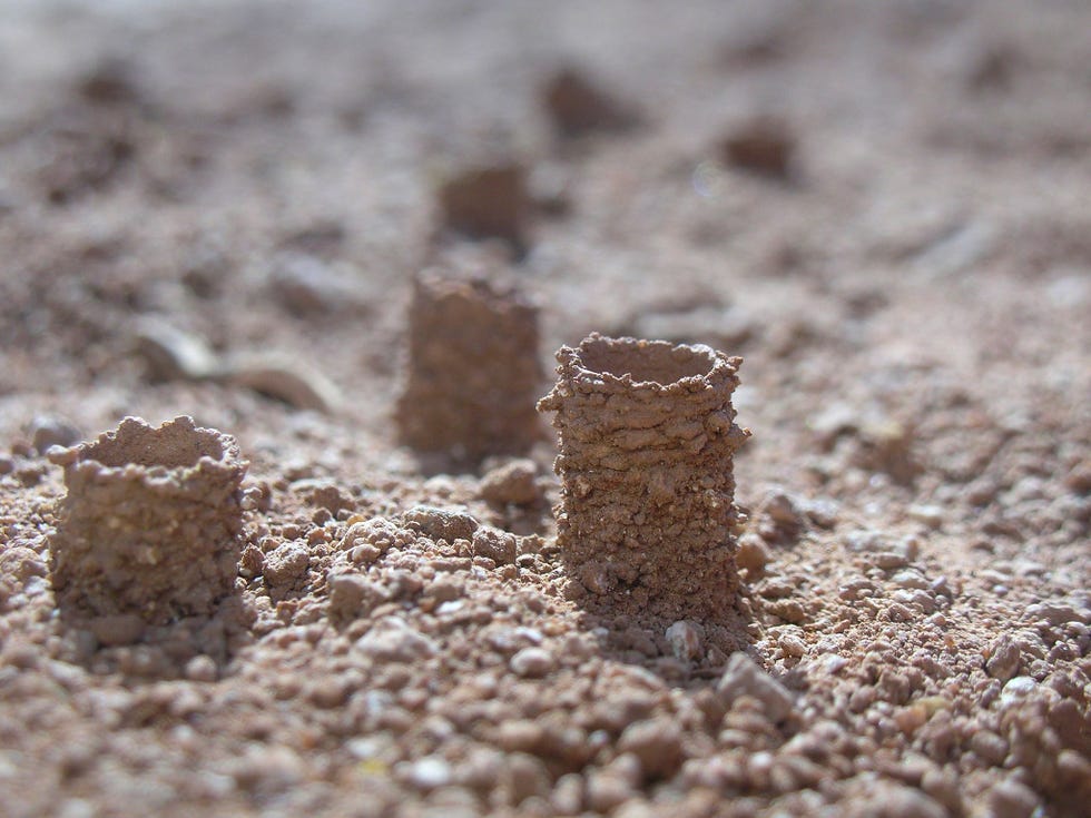 Een grote kolonie Diadasiabijen heeft haar nesten in het midden van een zandweg gebouwd die door het oostelijk deel van het Grand StaircaseEscalante National Monument loopt