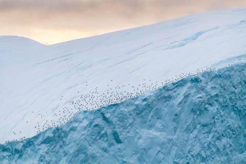 Vogels rusten uit langs de rand van een ijsberg bij de IJsfjord van Ilulissat in Groenland