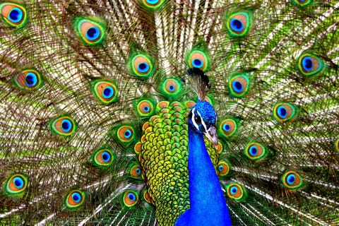 Peacock Pasadena California United States
