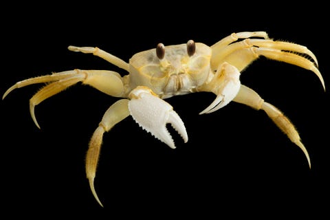 Ocypode quadrata Gulf Specimen Marine Lab