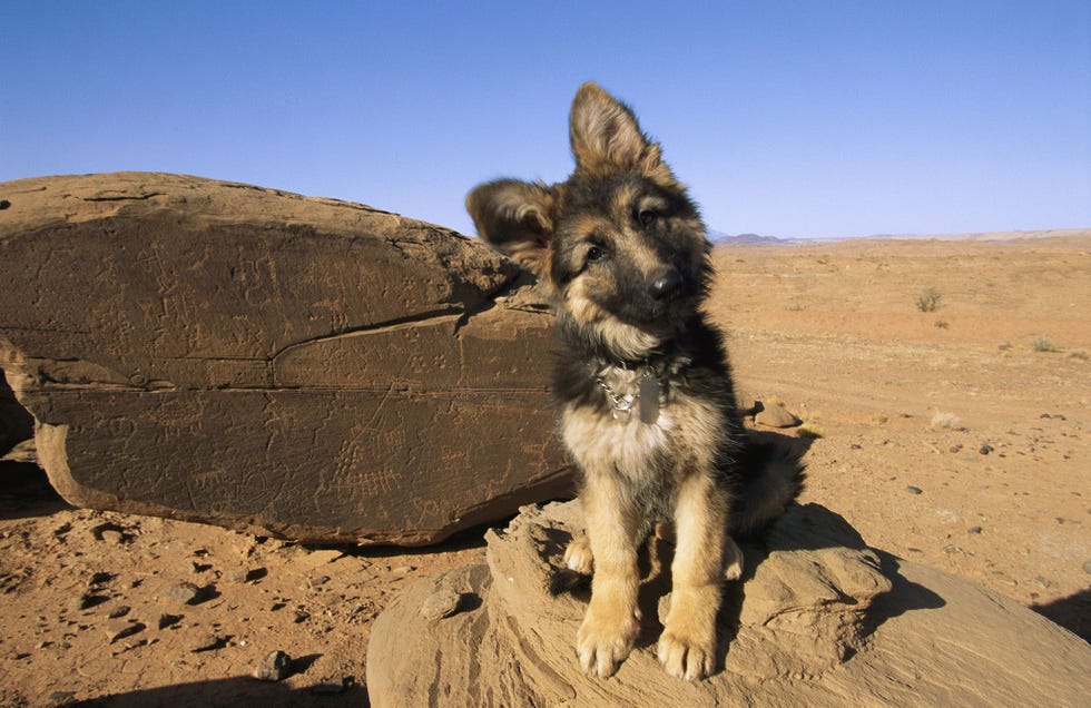 Gedurende zes weken bekeken echtelieden een reeks fotos van hun partner in combinatie met positieve fotos bijvoorbeeld van puppys of het woord prachtig