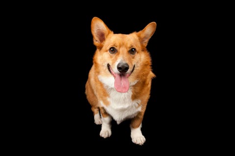 Welsh corgi
