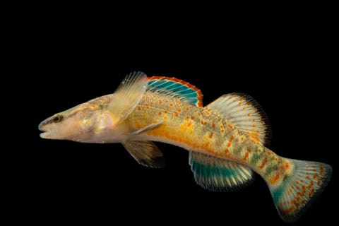 Kentuckyspringbaars Etheostoma spilotum in de Conservation Fisheries in Knoxville Tennessee