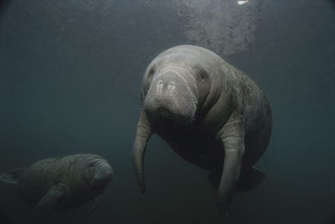 https://www.nationalgeographic.com/content/dam/environment/2019/09/environmental-victories-gallery/06-environmental-victories-facts.jpg Dankzij de Marine Mammal Protection Act uit 1972 worden walvissen dolfijnen zeehonden en lamantijnen waaronder deze twee in de Crystal River in Florida strikt beschermd tegen jagers en opdringerig gedrag van mensen