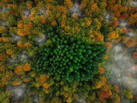Een klein stukje dennenbos in het bos van Kalbyris Denemarken is omgeven door herfstgroen