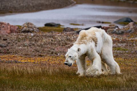 De klimaatverandering heeft ook gevolgen voor de flora en fauna van het noordpoolgebied Hoewel wetenschappers niet specifiek kunnen zeggen waardoor deze ene ijsbeer is gestorven waarschuwen experts ervoor dat veel ijsberen moeite hebben voedsel te vinden omdat het pakijs waarop ze gewoonlijk jagen steeds dunner wordt en eerder in het seizoen wegsmelt