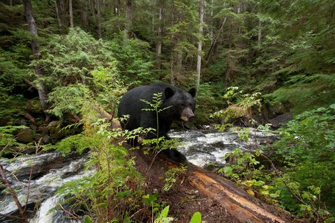 Door een genetische mutatie bij sommige zwarte beren hebben Kermodeberen een witte vacht In een onderzoek uit 2012 valt te lezen dat bezoekers aan het Great Bear Rainforest twaalfmaal zoveel geld uitgaven als trofeenjagers