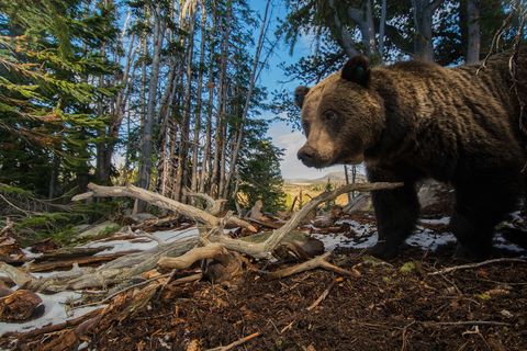 Een met een remote camera gemaakte opname van een grizzlybeer die op zoek is naar dennenappels