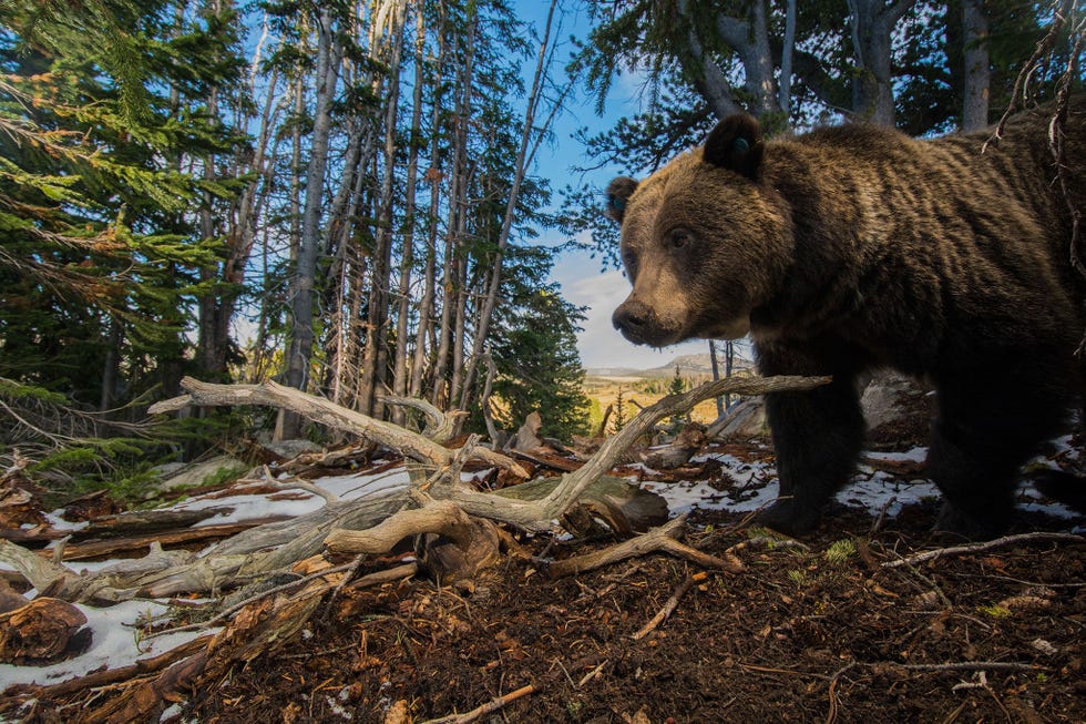 Een met een remote camera gemaakte opname van een grizzlybeer die op zoek is naar dennenappels