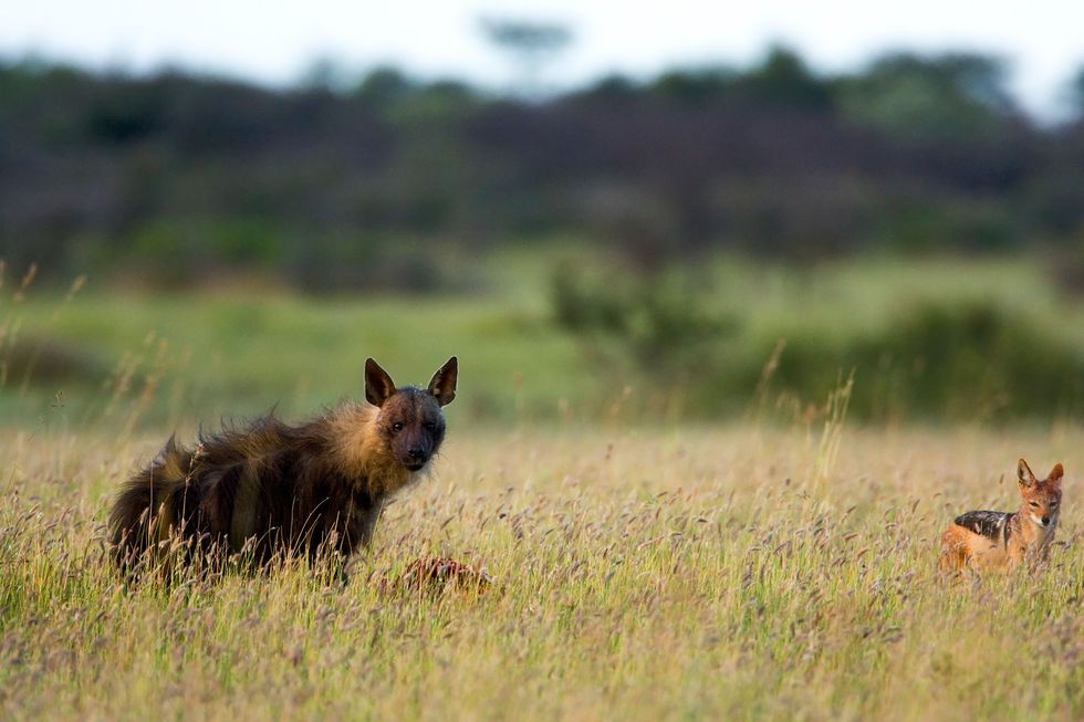 Een bruine hyena eet van een kadaver in het Khama Rhino Sanctuary in Botswana