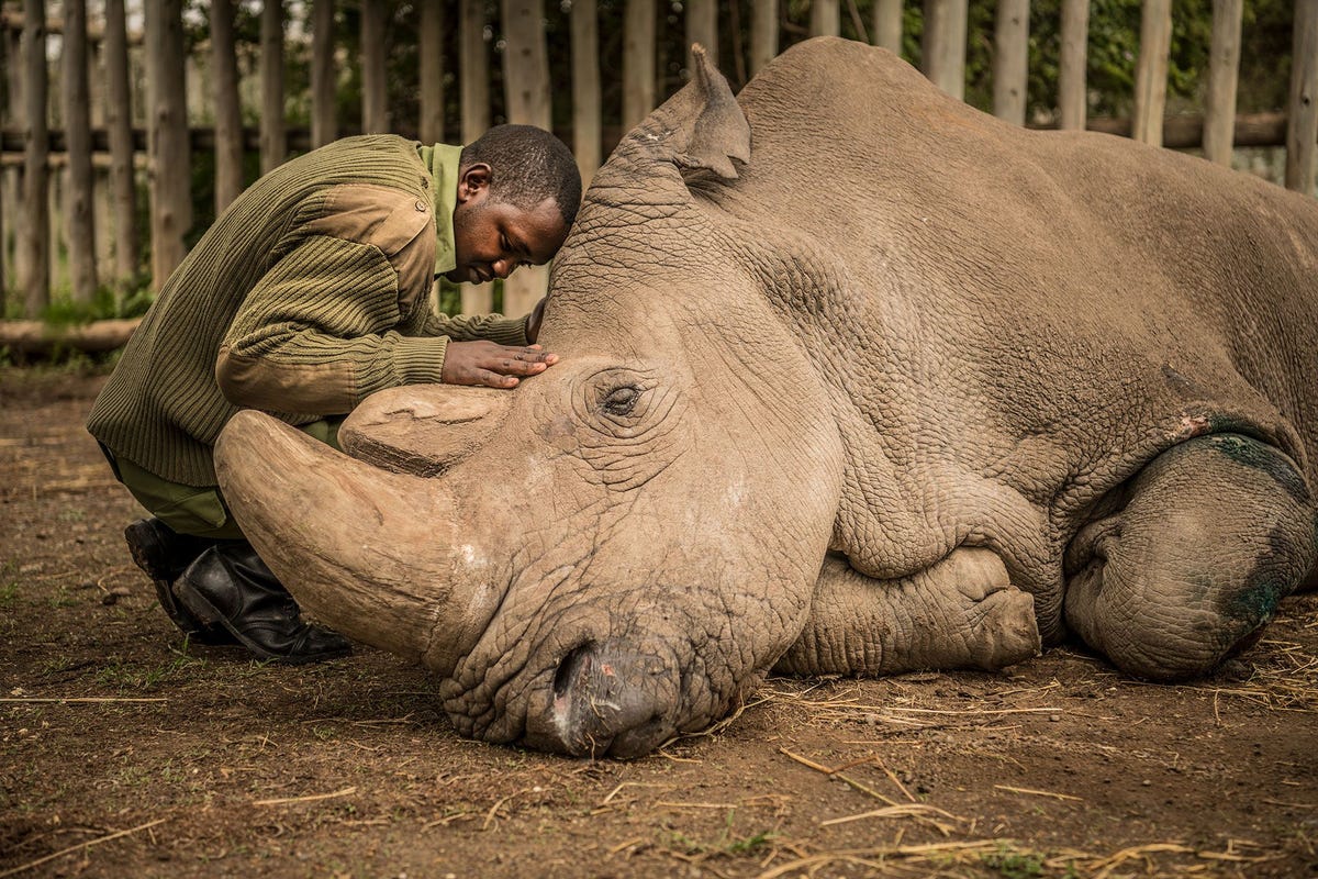 Wildopzichter Joseph Wachira 26 troost Sudan het laatste nog levende mannetje van de noordelijke witte neushoorn op aarde Kort nadat deze foto werd gemaakt stierf Sudan in maart 2018