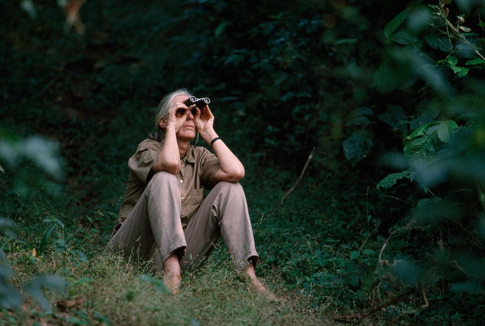 Vanwege haar wereldwijde reizen als ambassadrice voor milieubehoud brengt Jane Goodall niet veel tijd meer door in het Gombe Stream National Park Maar als ze het park bezoekt geniet ze immens van het observeren van de chimpansees