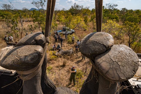 In de jaren negentig van de vorige eeuw waren er dankzij stropers geen olifanten meer in het Majete Wildlife Reserve Maar African Parks een ngo op het gebied van natuurbescherming die sinds 2003 het beheer voert over het park herintroduceerde de olifant in 2006 In 2017 was het aantal gegroeid tot meer dan vierhonderd Dankzij effectief beheer en de betrokkenheid van de gemeenschap overleed er in die periode van dertien jaar geen enkele olifant aan de gevolgen van stropen Maar het aantal olifanten begon te groot te worden in Majete waardoor de kans op conflicten tussen mens en dier steeds groter werd en er veel druk ontstond op de natuurlijke hulpbronnen