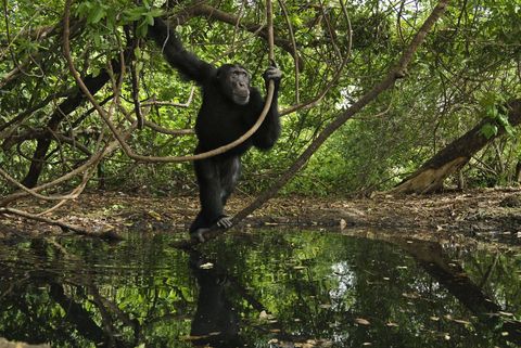 CHIMPANSEEEen chimpansee Pan troglodyte stapt op een tak die boven de Sakotopoel in Senegal hangt Chimpansees kunnen zeer goed op vier poten lopen maar ze houden er ook van om zich van tak tot tak te slingeren en brengen veel van hun eet en slaaptijden in bomen door
