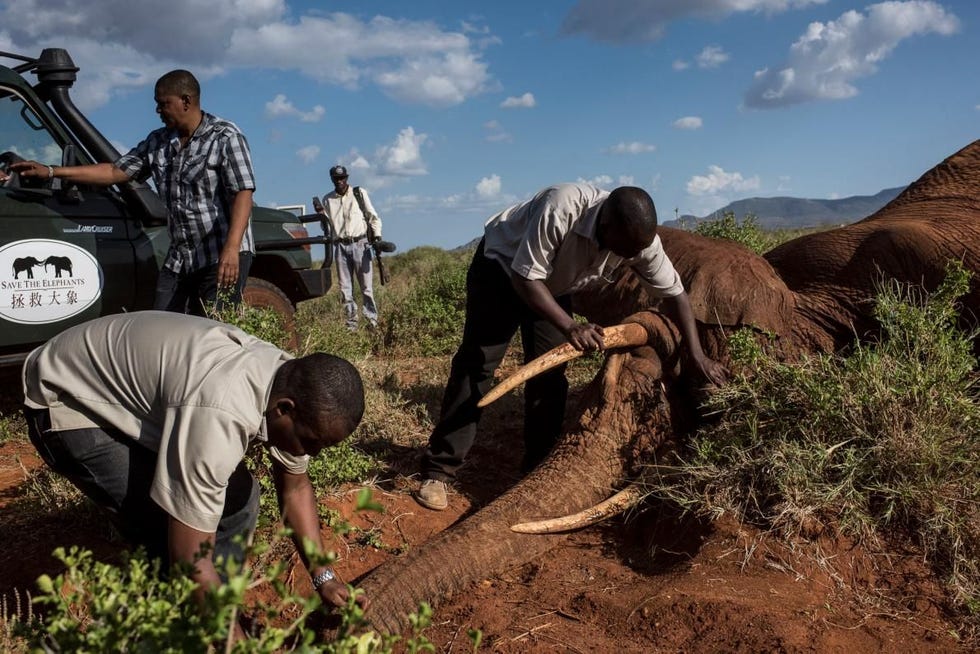 Teamleden van de Kenya Wildlife Service en twee natuurbeschermingsorganisaties Save the Elephants en Tsavo Trust werken samen om een halsband om te doen bij een mannelijke savanneolifant van 25 jaar in het nationale park Tsavo Oost