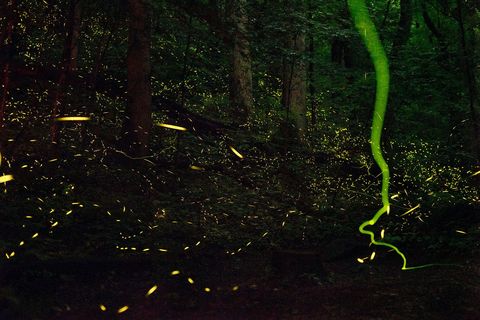 Vuurvliegjes flitsen en vliegen door een zomernacht in het Great Smoky Mountains National Park Het doel van de spectaculaire lichtshow is om potentile partners te verleiden