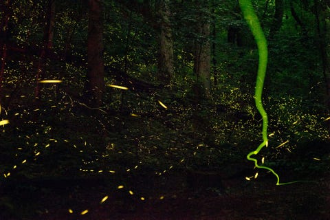 Vuurvliegjes flitsen en vliegen door een zomernacht in het Great Smoky Mountains National Park Het doel van de spectaculaire lichtshow is om potentile partners te verleiden