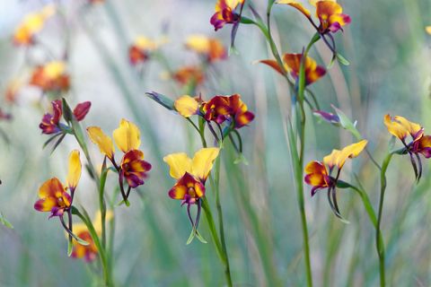 Sommige verzamelaars van orchideen zijn steeds op zoek naar de zeldzaamste nieuwste en bijzonderste soorten De Australische viooltjesorchidee heeft geen nectar maar doet zich voor als zijn voedselrijke buurman de kittelbloem om bijen en kevers aan te trekken