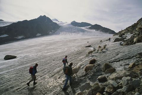 Moderne schapenherders steken nog altijd de Alpenpas over waar de stoffelijke resten van de IJsman werden ontdekt