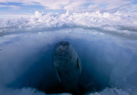 Een ringelrob komt naar de oppervlakte via een gat in het noordpoolijs Ringelrobben blijven warm door een hol in de sneeuw te maken waarin ze ook beschermd zijn tegen hun belangrijkste vijand de ijsbeer