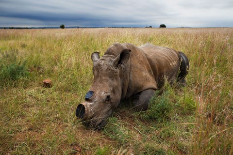 http://www.nationalgeographic.com/content/dam/photography/PROOF/2017/September/world-rhino-day-gallery/06-rhino-day-NationalGeographic_1455193.jpg Een verdoofd wit neushoornkalf wordt op een veld met rust gelaten om weer bij te komen nadat de hoorns van het jonge dier zijn afgezaagd om stropers te ontmoedigen In 2016 hebben stropers 1054 neushoorns in ZuidAfrika gedood