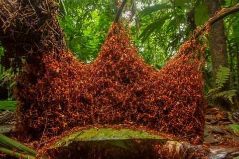 Fotograaf Daniel Kronauer volgde een kolonie trekmieren op oorlogspad door de jungle van Costa Rica waarbij hij vastlegde hoe ze jaagden en hun nederzetting bouwden De foto van de kolonie die zich in de vorm van een kroon over twee bladeren uitstrekt leverde hem de hoofdprijs in de categorie insectengedrag op