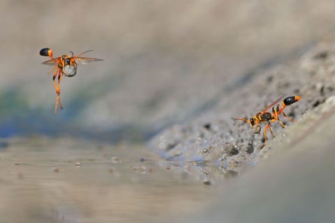 Georgina Steytler was de winnares in de categorie Gedrag van ongewervelde dieren met haar foto van een graafwesp in WestAustrali De vrouwtjes van deze wespensoort maken balletjes van modder die in het gezamenlijke wespennest als onderkomen voor de eitjes dienen en daar tot n grote klomp worden samengekit