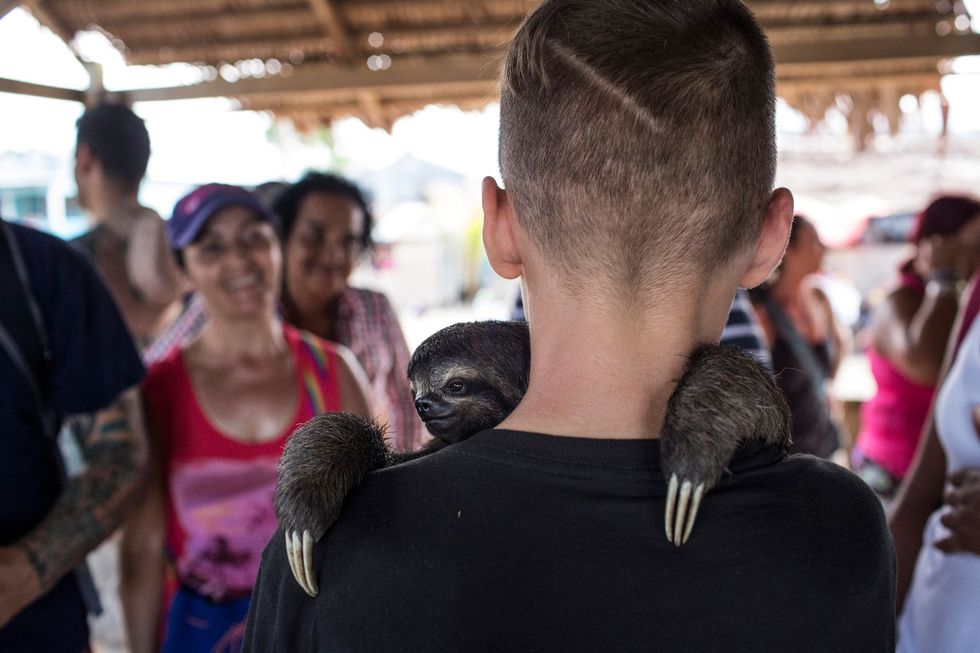 In Puerto Alegra in Peru knuffelt een jongetje een luiaard in dit plaatsje aan de rivier de Amazone worden tientallen wilde dieren illegaal in gevangenschap gehouden om toeristen de kans te geven ermee op de foto te gaan