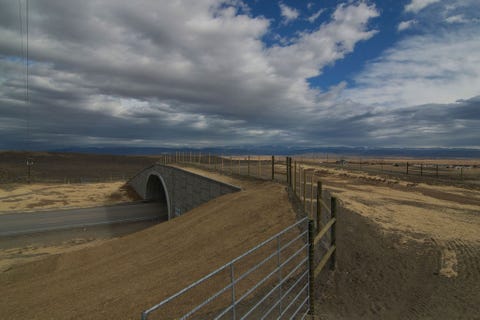 Gaffelbokken steken een wildviaduct bij Trappers Point over dat in 2012 werd voltooid en migrerende dieren in staat stelt om veilig de snelweg Highway 191 over te steken