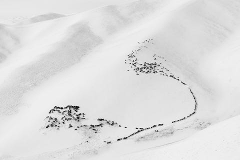 Wanneer een kudde schapen zich door de verse sneeuw verplaatst wordt er meestal een pad gevormd door de eerste dieren waarna de rest het gemakkelijkere spoor gewoon kan volgen op zoek naar vers gras onder de sneeuw