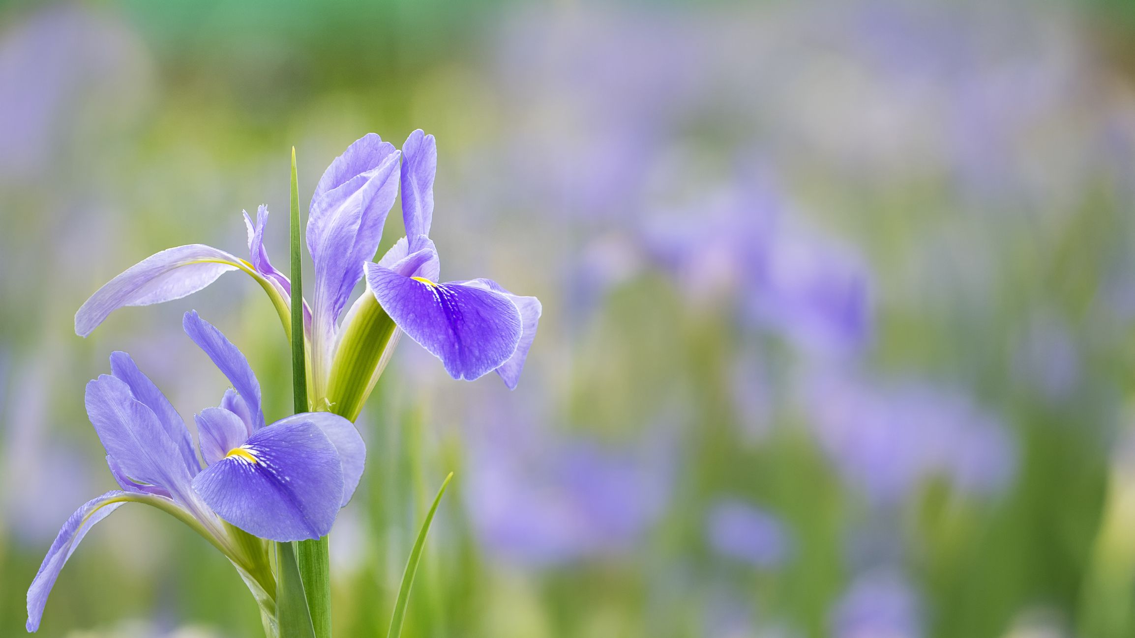 和の暦３６５日 水無月26日 今日から［菖蒲華］あやめはなさく──水辺