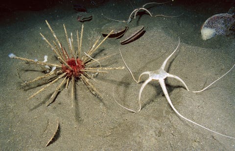 https://www.nationalgeographic.com/content/dam/science/2019/08/26/06_alien_nationalgeographic_1159275.jpg De Zuidpool is een geliefde bestemming voor wetenschappers die buitenaardse oceanen willen onderzoeken De dikke ijslagen die op en rond het continent liggen verbergen een ijskoude zee die rijk is aan leven een omgeving die vergelijkbaar zou kunnen zijn met oceanen op ijsmanen in het buitenste zonnestelsel zoals Europa en Enceladus Om in die verborgen buitenaardse oceanen naar leven te speuren ontwikkelen en testen wetenschappers robotonderzeers in wateren rond de Zuidpool